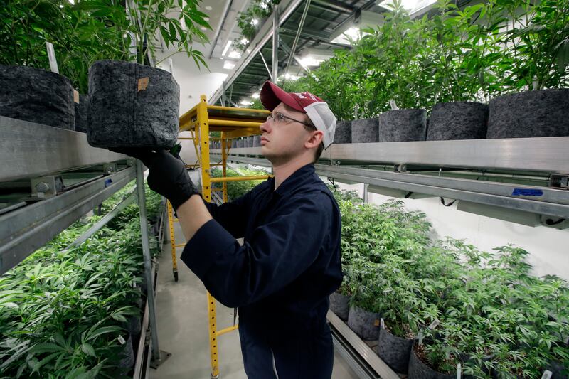 FILE - In this July 12, 2018 file photo, head grower Mark Vlahos tends to cannabis plants at Sira Naturals medical marijuana cultivation facility, in Milford, Mass.