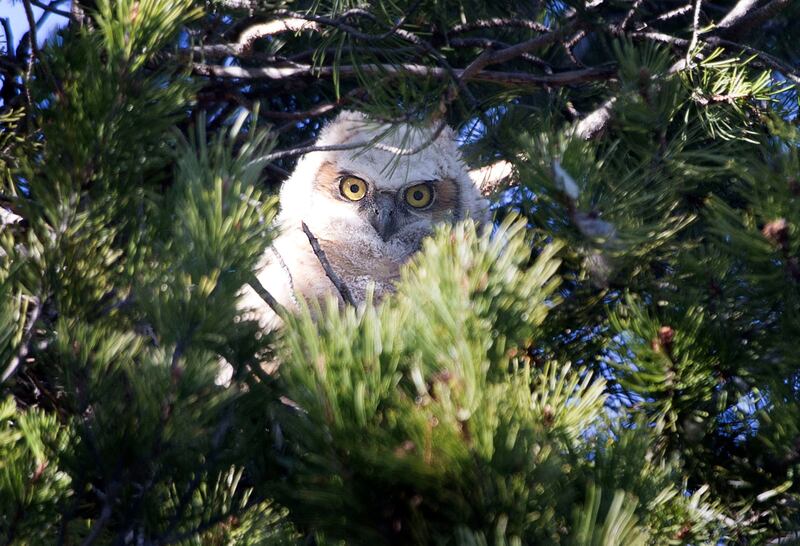 A young great horned owl peers out from its nest in a tree in the Avenues in Salt Lake City on April 7, 2014.