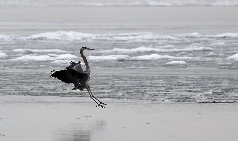 A blue heron lands on the beach of Utah Lake with its wings outspread.