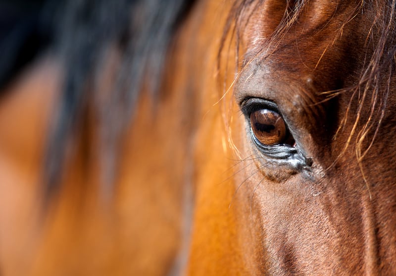 A close-up image of a horse’s face and neck.