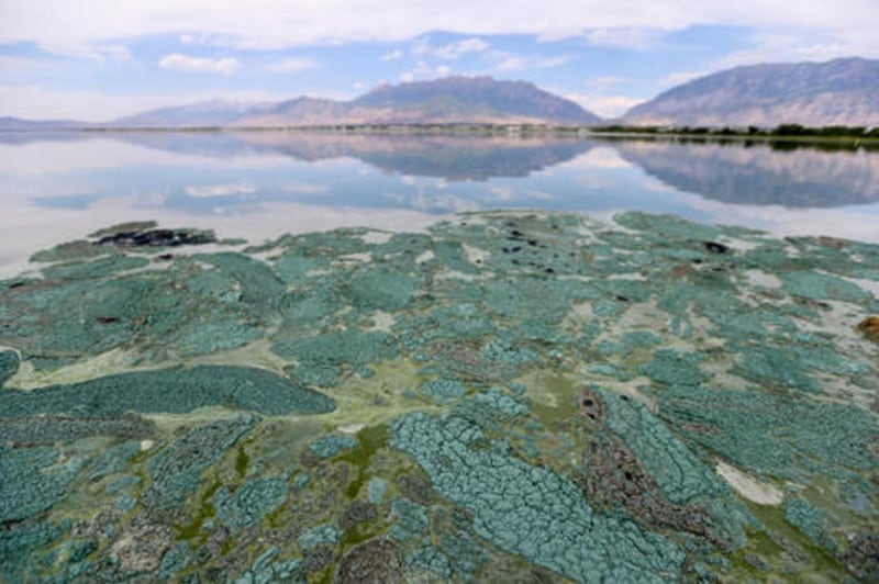 FILE: Scientific evidence suggests that people cause increasing intensity of algae blooms by modifying hydrology and increasing nutrient inputs to our waters.