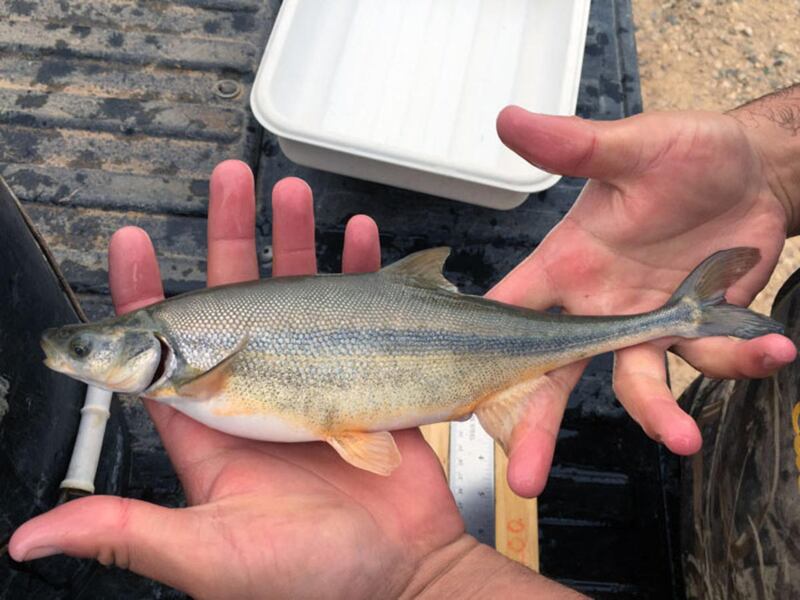 Adult bonytail — like this one — have started reproducing again in the upper Colorado River system.