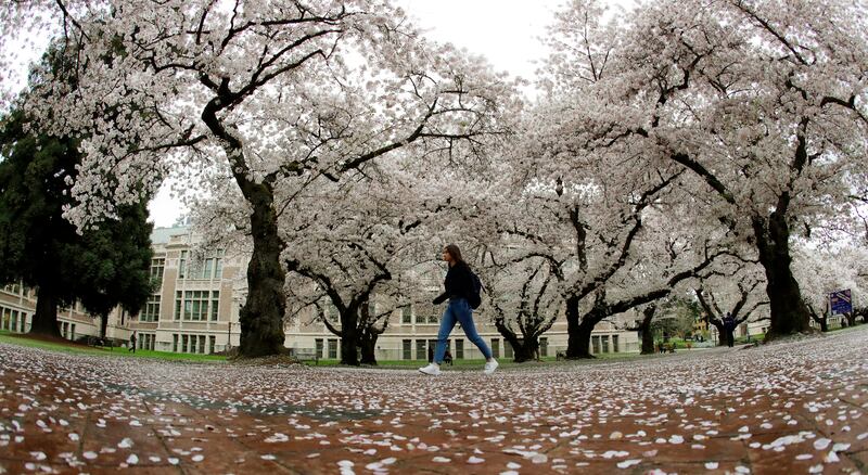 Cherry trees bloom on the University of Washington campus, Wednesday, April 3, 2019, in Seattle. Washington state lawmakers have passed an act waiving tuition at two- or four-year public colleges for students whose families make $50,000 or less per year,