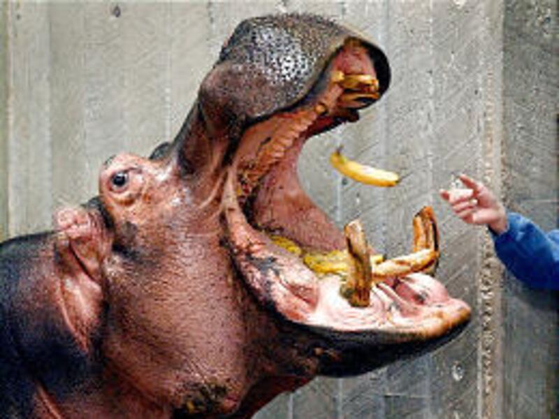 Moe, who has lived at Hogle Zoo for 30 years, is moving to Albuquerque, N.M., where he will enjoy plusher digs and the company of two female hippos.