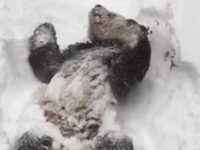 While many on the east coast were hunkering down during Winter Storm Jonas, Saturday, Tian Tian the panda was having a blast at the Smithsonian's National Zoo.