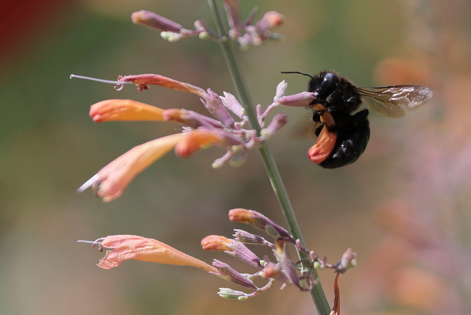 A carpenter bee holds onto a flower in the Pollinator Conservation Garden at the University of Utah.