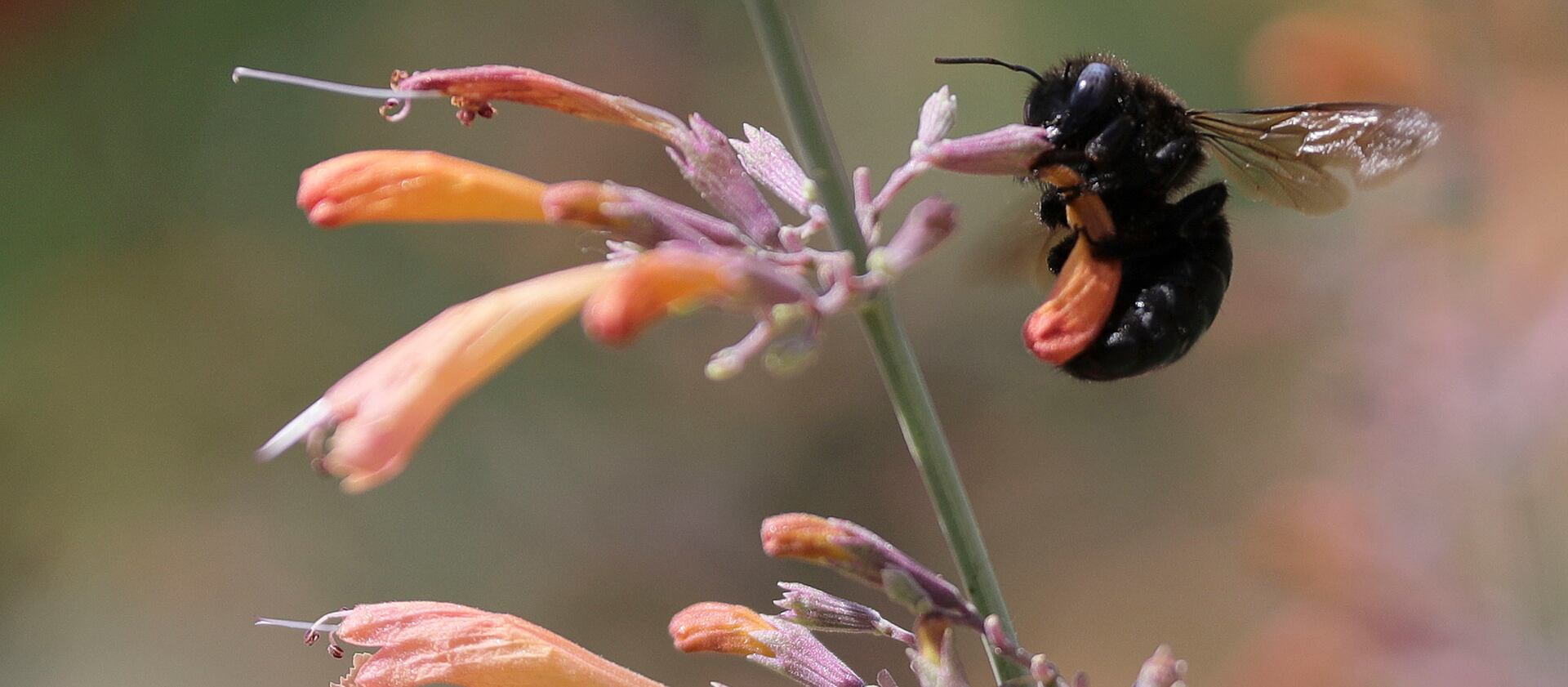 A carpenter bee holds onto a flower in the Pollinator Conservation Garden at the University of Utah.