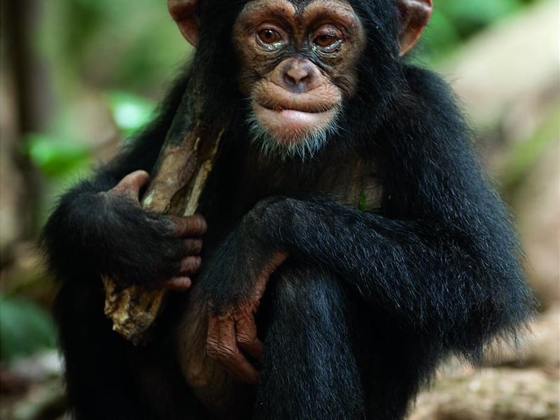 "Chimpanzee' is a warm-and-fuzzy movie situated somewhere between "The Jungle Book" and Animal Planet.