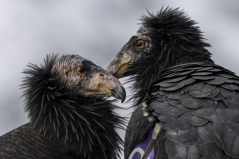 A baby California condor has been spotted in far northern Arizona.