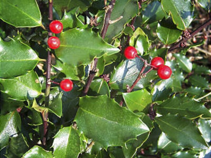 When the pilgrims landed on these shores, in December 1620, they may well have seen American holly (Ilex opaca).