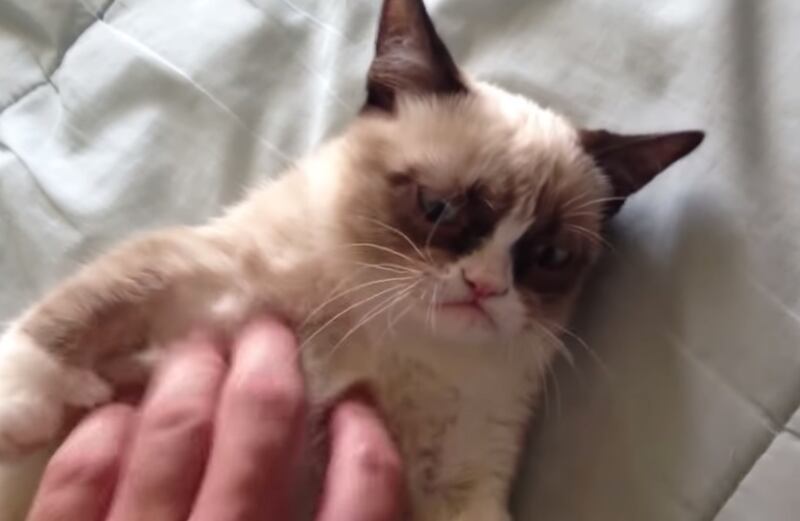 Grumpy Cat became a viral sensation in 2013.