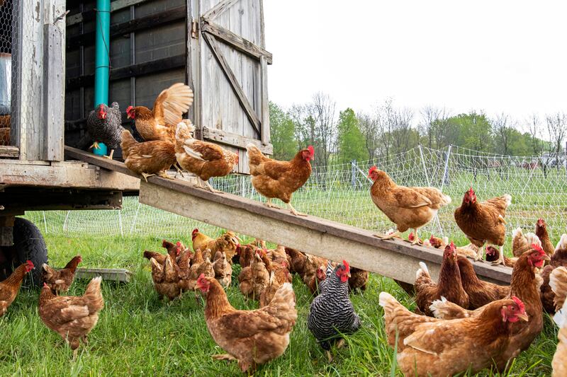 The first confirmed cases of avian influenza in Utah are from a flock of chickens in Utah County.