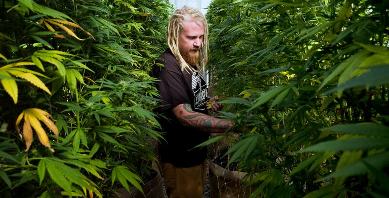 FILE - In this Sept. 11, 2018, file photo Steve Fagan, grower and collective owner of SLOgrown Genetics, attends to his organically cultivated cannabis at his farm in the coastal mountain range of San Luis Obispo, Calif. California became America's larges