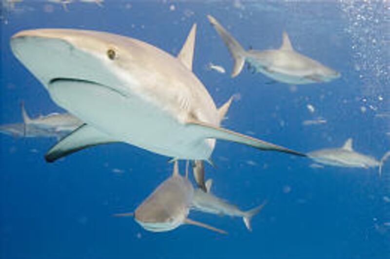 Caribbean Reef sharks as seen during “Shark Week.”