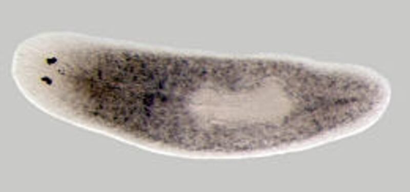 Flatworms are being used in a medical regeneration study by a team of U. scientists.
Flatworms are being used in a medical study by team of U. scientists.