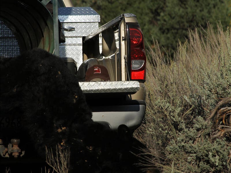 A 250-pound adolescent black bear was spotted in a Lindon neighborhood in mid- to late-September. Scott Root, with the Utah Division of Wildlife Resources, helped captured the bear and released it in a remote location several miles away from the upper Spa