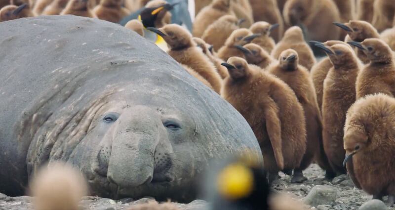 A video screen shot of emperor penguin chicks swarming an elephant seal is pictured on X.