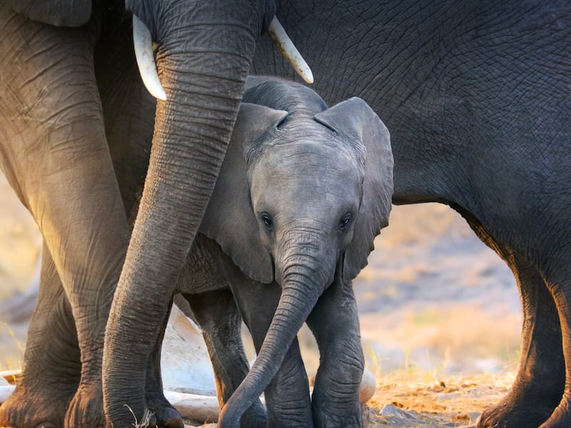 Disneynature’s “Elephant” and Disneynature’s “Dolphin Reef” premiere April 3, streaming only on Disney+.