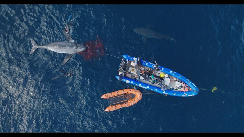 A shark circles a whale carcass decoy.