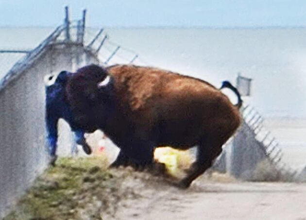 Man rammed by bison says he was protecting runners – Deseret News