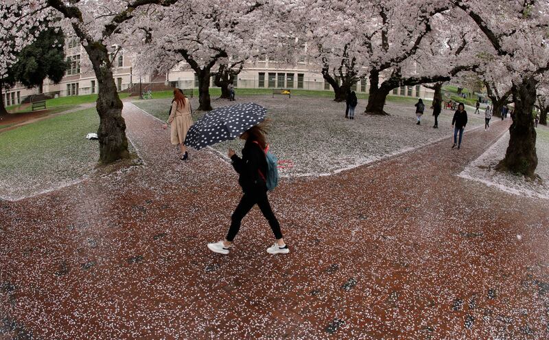Cherry trees bloom on the University of Washington campus, Wednesday, April 3, 2019, in Seattle. Washington state lawmakers have passed an act waiving tuition at two- or four-year public colleges for students whose families make $50,000 or less per year,