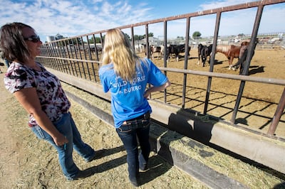 Horse trainers Annie MacDermaid, of Arizona, and Chelsea Bowen, of Pennsylvania, look at horses during an auction at the Wild Horse and Burro Facility in Delta on Friday, Aug. 31, 2018.