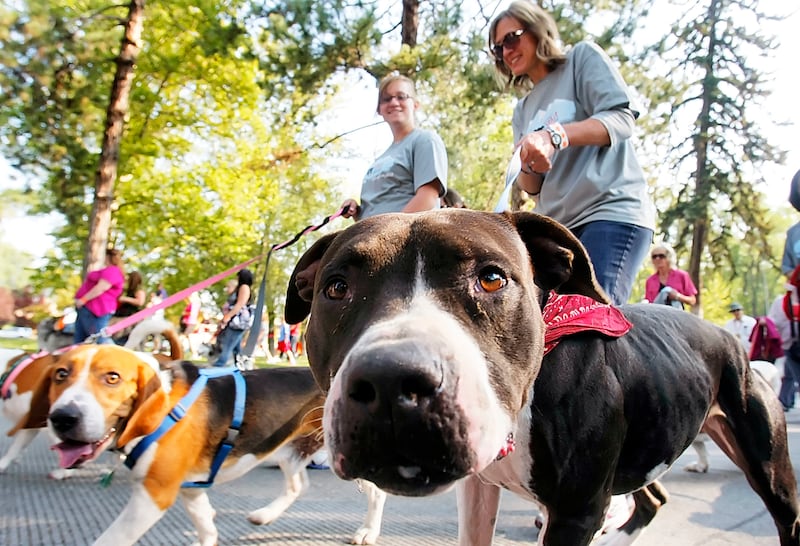 Thousands turn out in 2012 at Liberty Park for the Strut Your Mutt event.