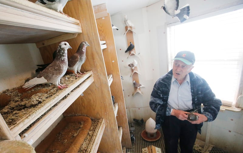 Boris Majnaric looks over his pigeons in a backyard shelter in South Jordan on Thursday, April 3, 2014.