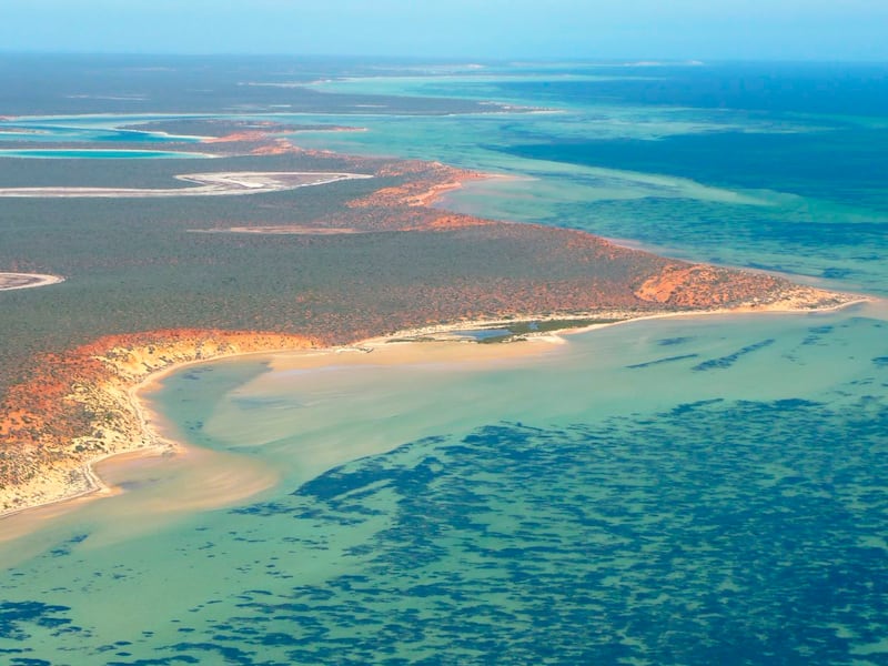 This October 2009 photo provided by The University Of Western Australia, shows part of the Posidonia australis seagrass meadow at Peron Peninsula in Australia’s Shark Bay. According to a report released on Wednesday, June 1, 2022, genetic analysis has revealed that the underwater fields of waving green seagrass are a single organism covering 70 square miles (180 square kilometers) through making copies of itself over 4,500 years.