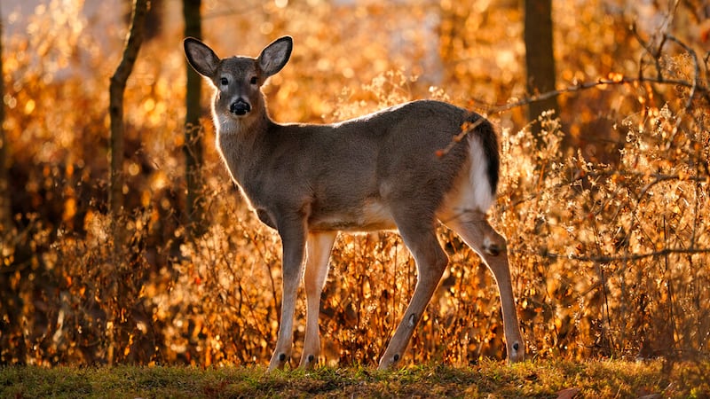 A young white-tailed deer.