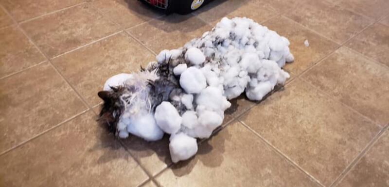 Fluffy was found frozen into the side of a snowbank Thursday, Jan. 31.