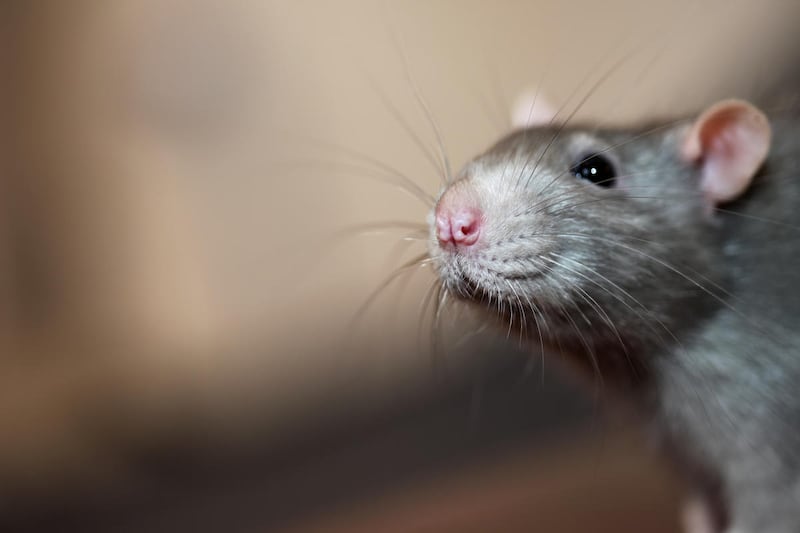 Seoul virus is an unusual hantavirus carried by pet rats. It has now be detected in 15 states, including Utah and appears to be linked to breeding facilities.