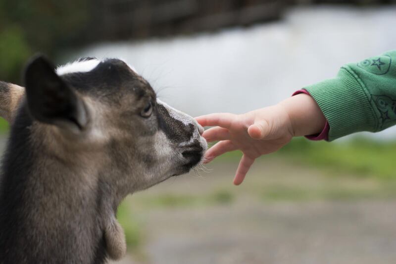 Jerry Johnston takes a lesson about not judging others from the growing popularity of goats.