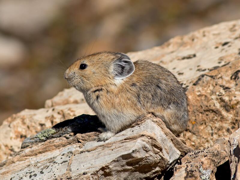 Populations of a rabbit-like animal known as the American pika are vanishing in many mountainous areas of the West as climate change alters its habitat, according to findings released Thursday by the U.S. Geological Survey.