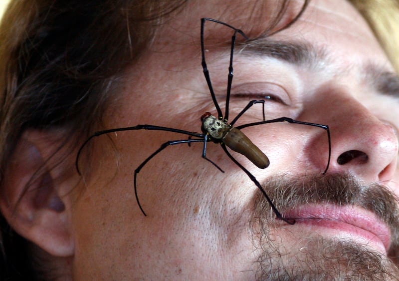 A large Golden Orb Spiders crawls on the face of a man in Sydney, Australia, Thursday, Oct. 1, 2009.