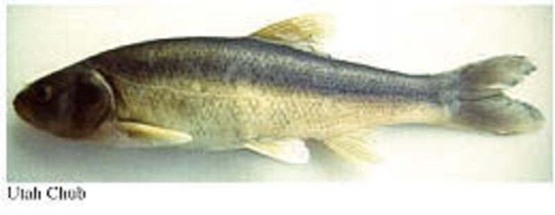 The Utah chub is considered a nuisance fish in Panguitch Lake. Officials plan to poison the lake this spring.