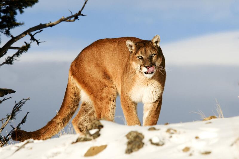 A Colorado boy attacked by a mountain lion near Aspen was improving in a Denver hospital after his mother snatched him from the jaws of the wild cat, his family said Monday.