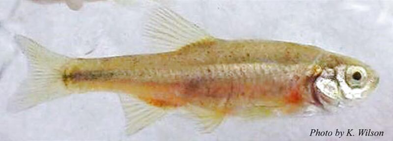 Abatement managers are using the least chub to control mosquito larvae.
