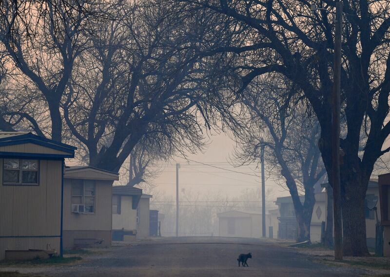 A cat wanders in Abilene, Texas.