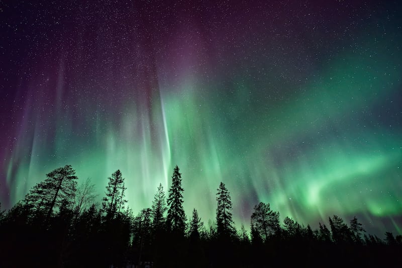 An updated photo of aurora borealis displayed in the sky above a forest of pine trees.