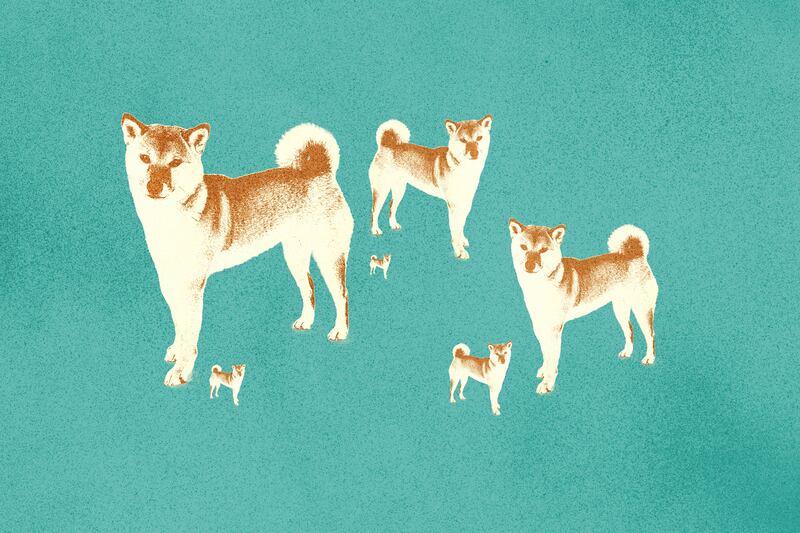 Shiba Inu cryptocurrency token continues to raise as it joins Coinbase.