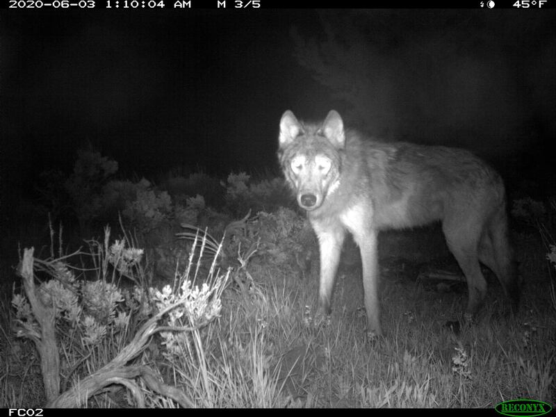 This 2020 file image released by Colorado Parks and Wildlife shows a wolf on a game camera in Moffat County, Colo.