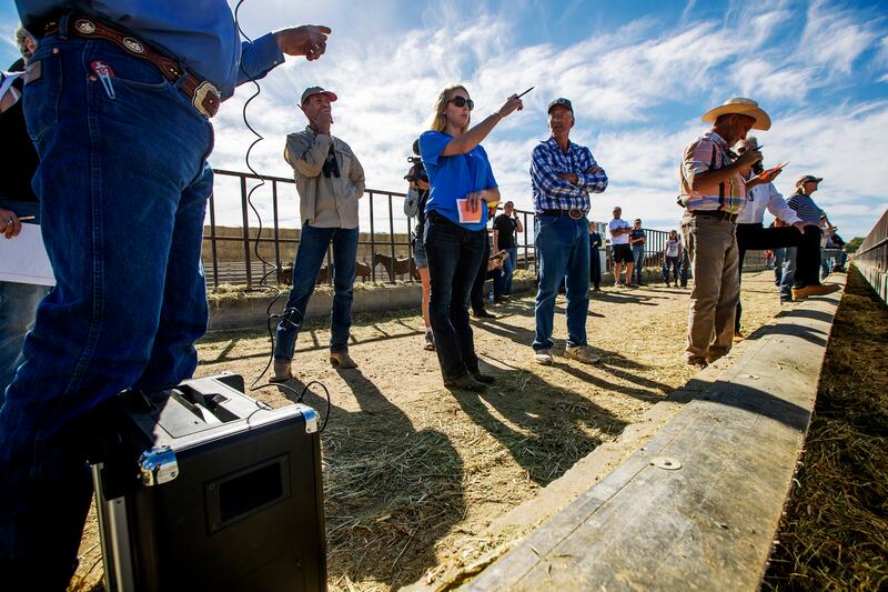 Chelsea Bowen, a Pennsylvania horse trainer, points out a horse she is interested during an auction at the Wild Horse and Burro Facility in Delta on Friday, Aug. 31, 2018.