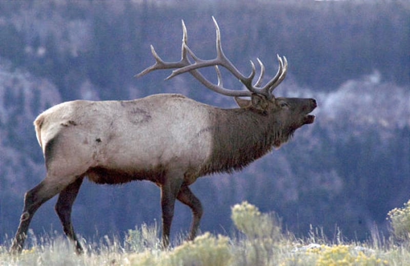 Funding for a variety of Utah projects will benefit the state's elk population.