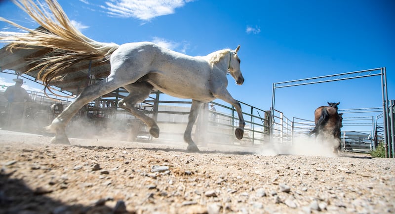 Wild horses are pictured during an auction at the Wild Horse and Burro Facility in Delta on Friday, Aug. 31, 2018.