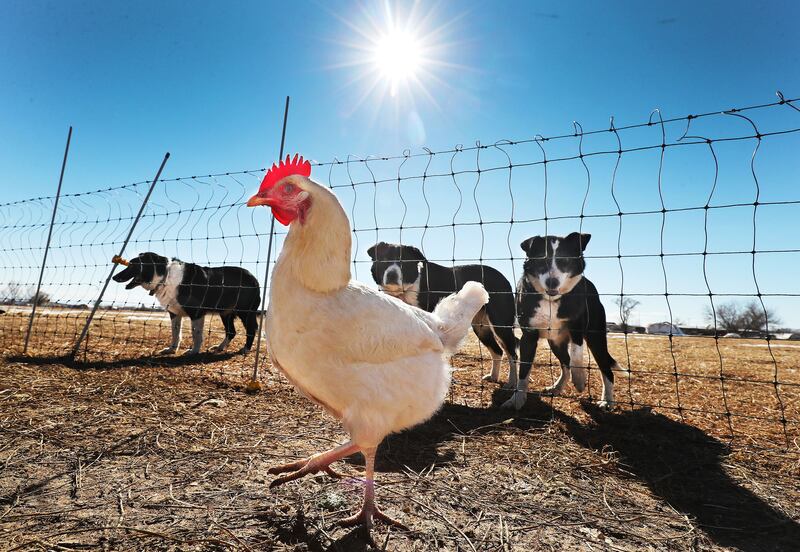 A chicken walks under the supervision of several dogs at a ranch in Vernal in 2021.