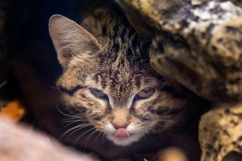 Gaia, a black-footed cat, peers out from her enclosure at the Hogle Zoo in Salt Lake City on Wednesday, Jan. 3, 2024. Gaia is 9 months old and weighs 2.6 pounds. The cat’s breed is the smallest species of wild cat found in Africa.