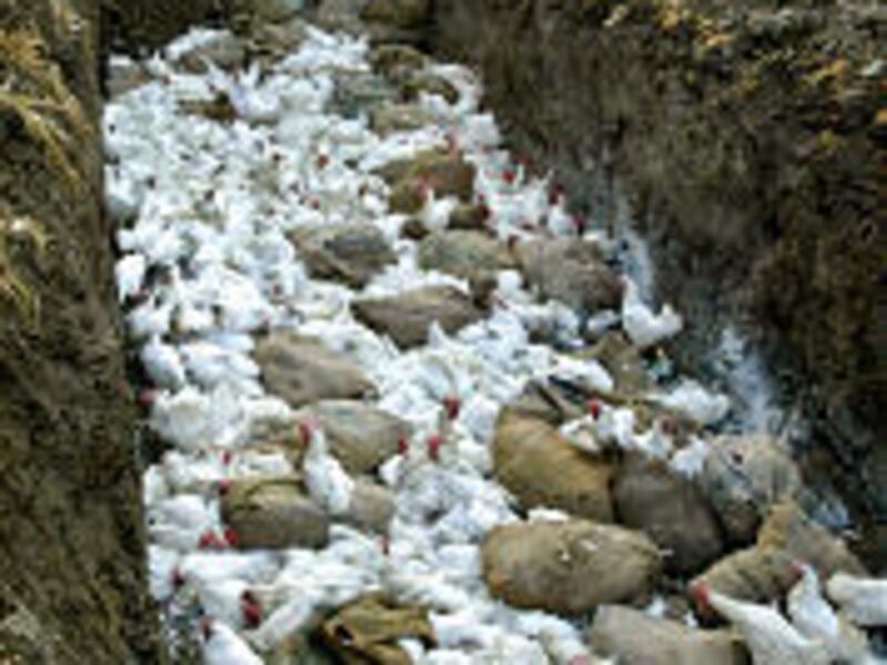 Dead chickens are piled in a pit for burial at Navapur, in the western India state of Maharashtra.
