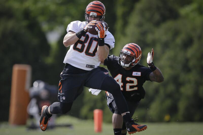 Cincinnati Bengals NFL football tight end Jake Murphy (80) makes a catch as safety Erick Dargan pursues in a drill during NFL football rookie minicamp in Cincinnati, Friday, May 8, 2015. Murphy, an American Fork native, was one of 16 players with Utah ti
