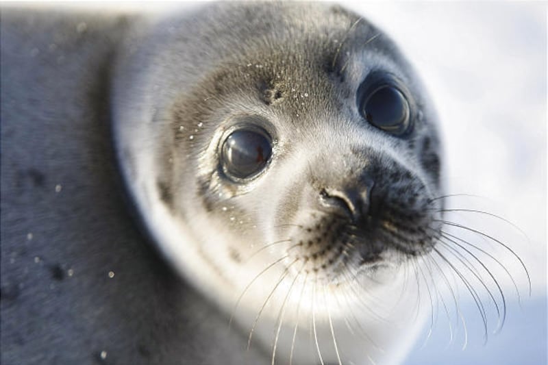 A harp seal pup eyes the camera from an ice floe on Thursday in the Gulf of Saint Lawrence in Canada. Canada's seal hunt is to start today. Many animal protection organizations protest the hunt.